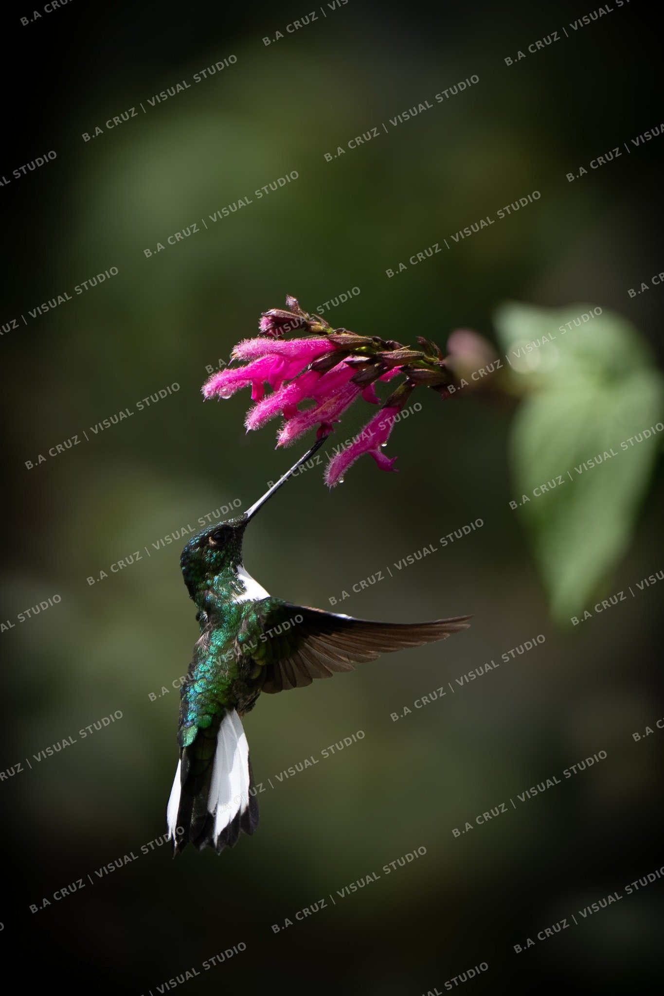 Colibrí alimentándose de una flor rosada