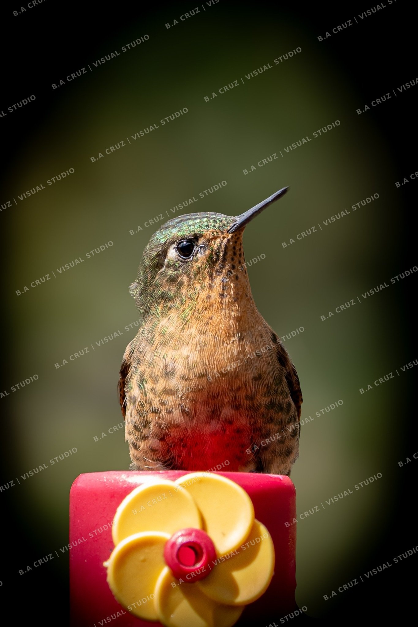 Colibrí en un comedero