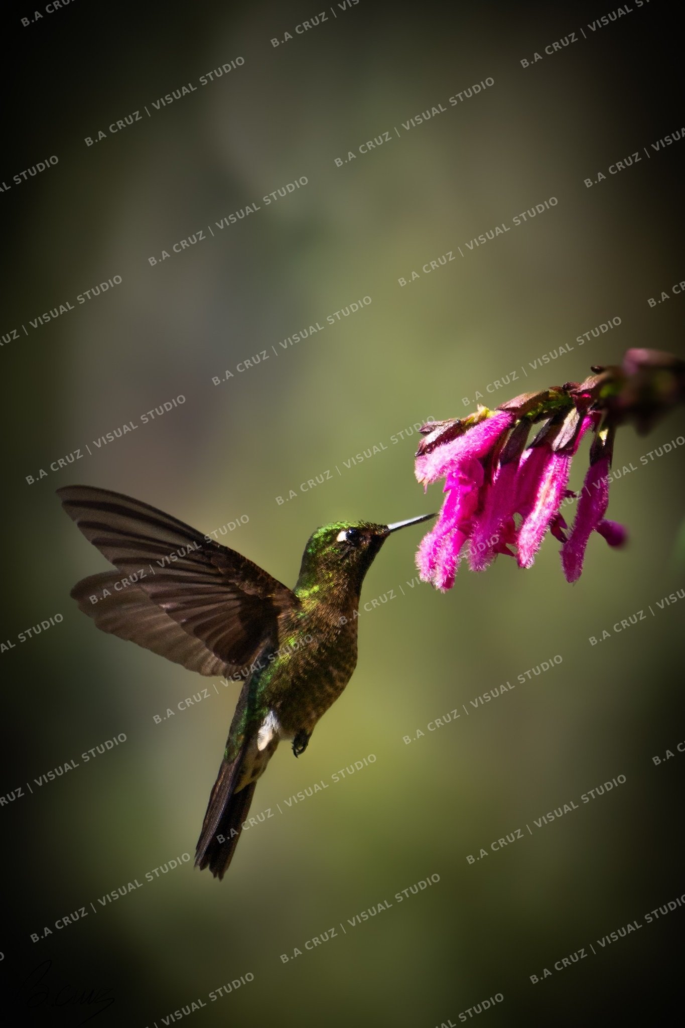 Colibrí junto a una flor