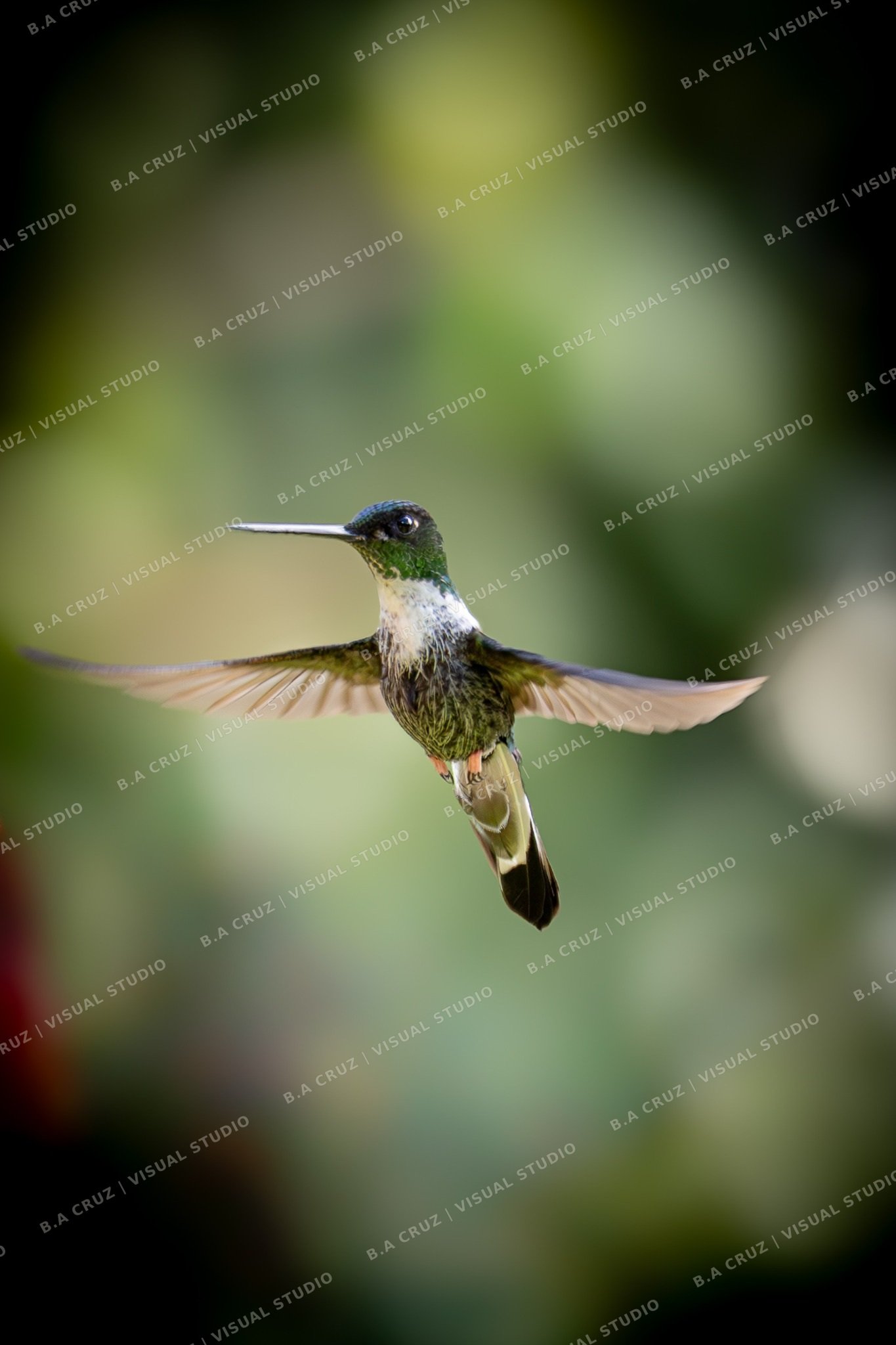 Colibrí suspendido en vuelo